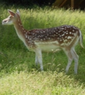 minicamping Diergaard