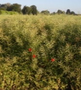 minicamping Diergaard