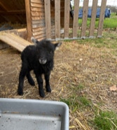 minicamping Diergaard